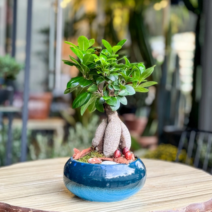 Kk Ficus Bonsai